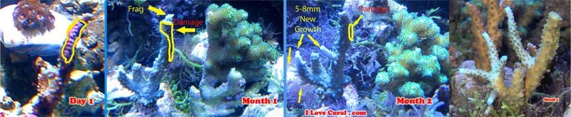 tort_growth_4_months_small.jpg