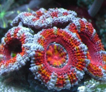 acan!.jpg