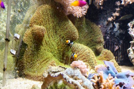 Anemone Full picture.jpg