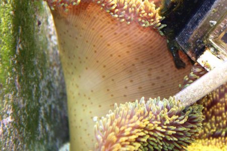 Anemone Underside.jpg