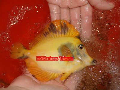 Yellow-tang-hybrid.jpg