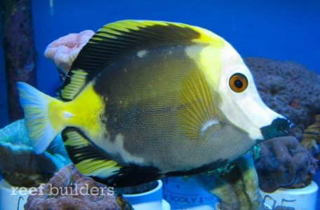 tricolor-scopas-tang-zebrasoma-2.jpg