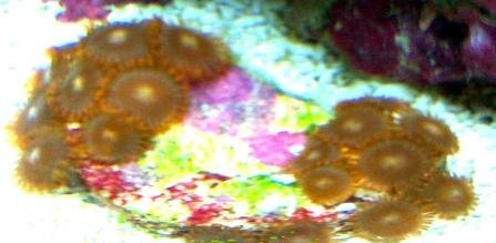 red skirt zoa 1.jpg