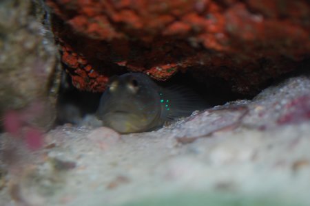 DSC_0033.jpg