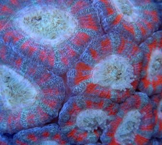 acan.jpg