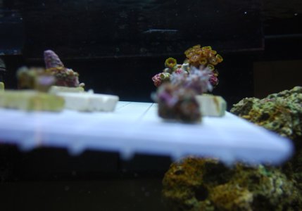 DSC_0053.jpg