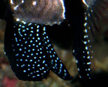 Papilla-zoom-03.jpg