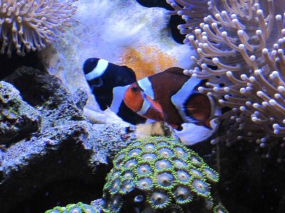 clown fish with eggs 1.jpg