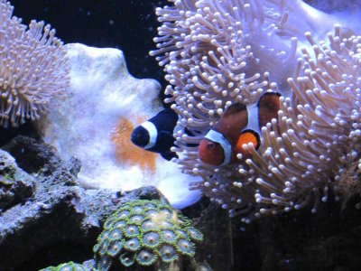 clown fish with eggs 2.jpg