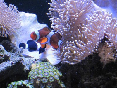clown fish with eggs 3.jpg