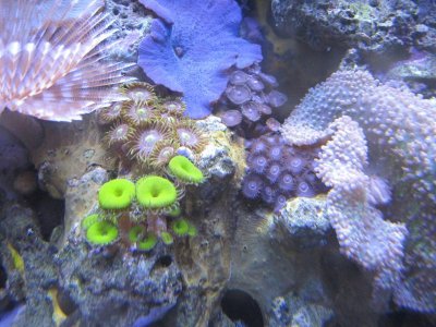 zoas 11.jpg