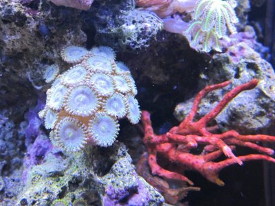 zoas 9.jpg