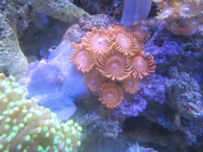 zoas 6.jpg