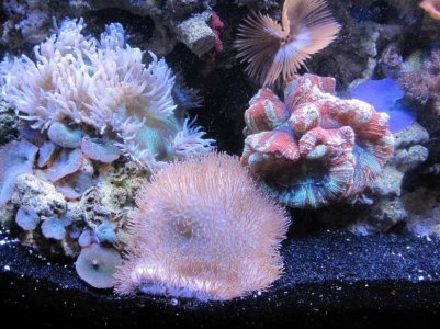 toad stool.jpg toad stool.jpg