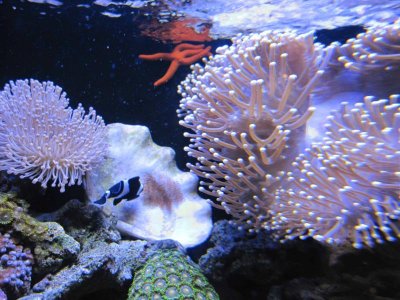 toad stool 2.jpg toad stool 2.jpg