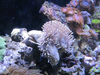 toad stool 3.jpg toad stool 3.jpg