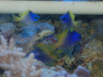 chromis02.jpg