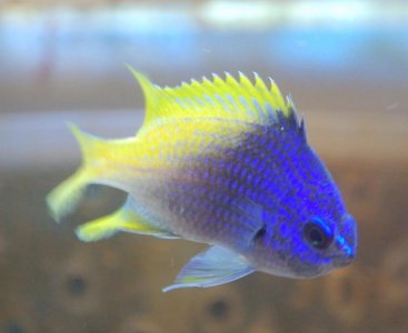 chromis07.jpg