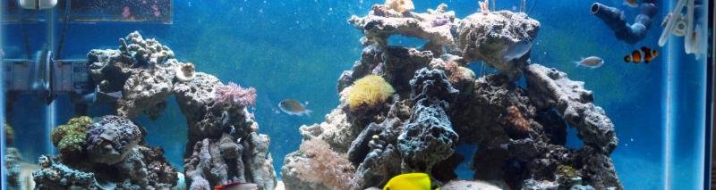 Aquarium 006.jpg