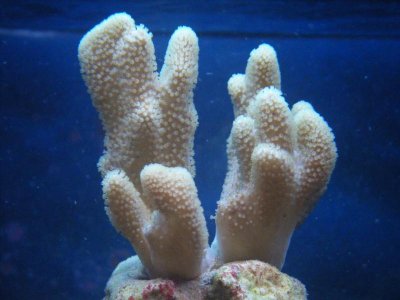Aquarium 021.jpg