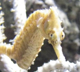 Orange Seahorse 20oct.JPG