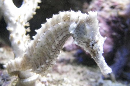 White Seahorses.JPG