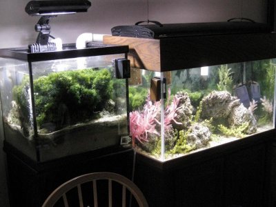 Seahorse tank June 09.jpg