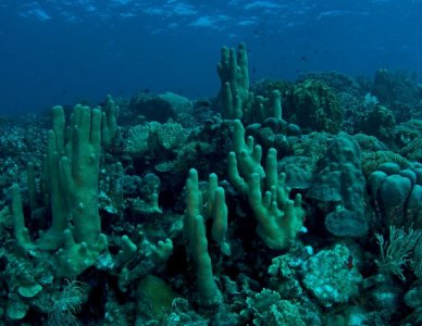 Pillars Landscape.jpg