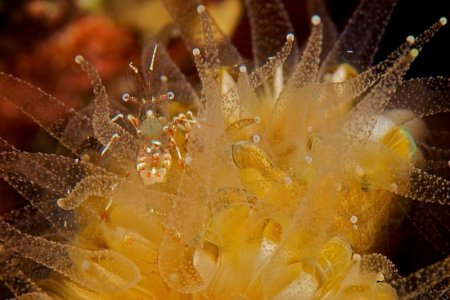 111 Shrimp on Flower Coral  595.jpg