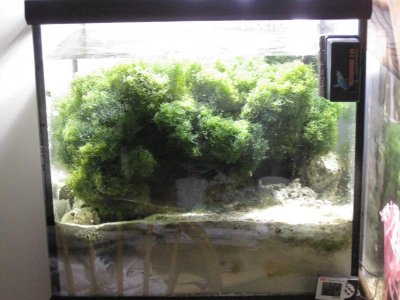 Seahorse tank 006.jpg