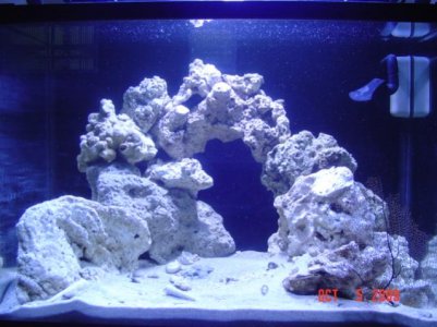 aquarium pics 078.jpg