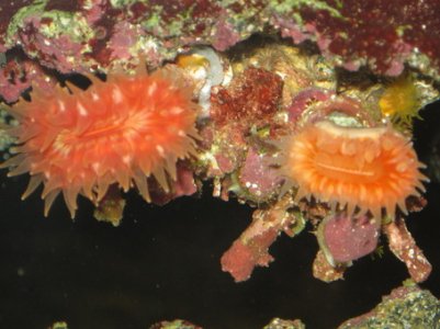 rsz_11rsz_reef_tank_003.jpg