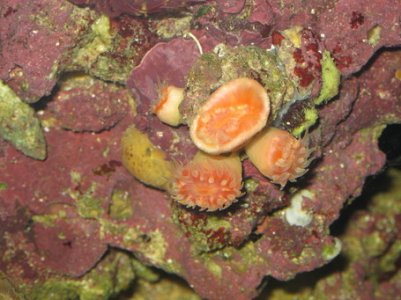 rsz_11rsz_reef_tank_005.jpg