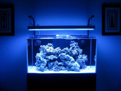 57g Illuminata.jpg