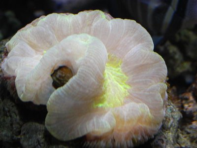 coral,fish 003.jpg