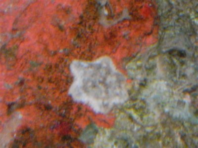 coral,fish 002 (Small).jpg
