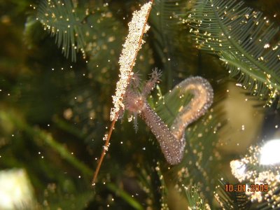 Unknown Worm2.jpg
