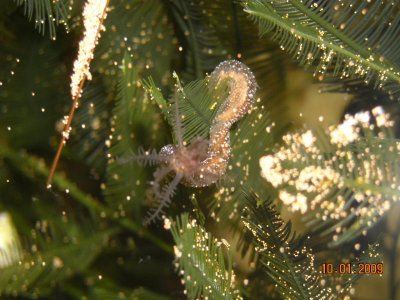 Unknown Worm.jpg