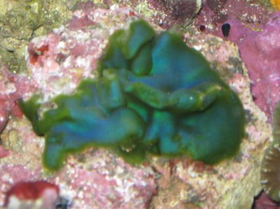 rsz_1rsz_reef_tank_010.jpg