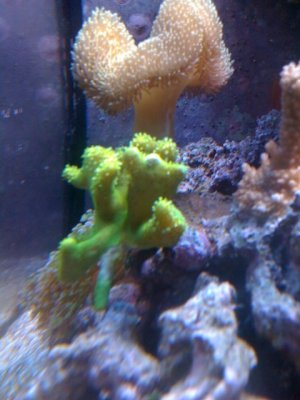 photo yellow toadstool.jpg