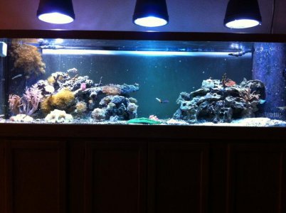 125 Reef (10-11-10).jpg