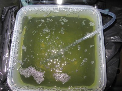 babie container with bubbler.jpg