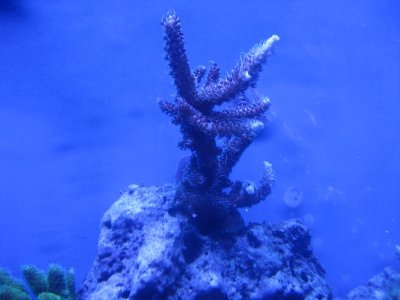 random pictures + some reef shots 062.jpg