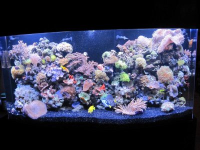 full tank view.jpg