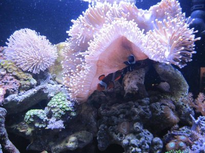 crazy huge anemone.jpg