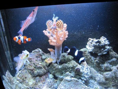 true perc and black ocelleris clowns.jpg