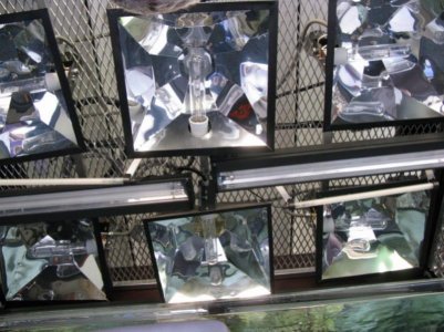 Reef central 119 [1024x768] [800x600].jpg