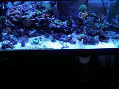 40breeder reef.jpg