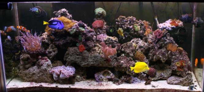 90gal 9-10 025.jpg