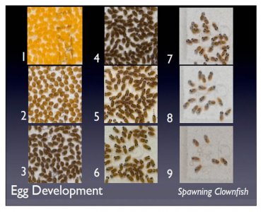 egg maturity - courtesy of bluewateraquaticulture.jpg